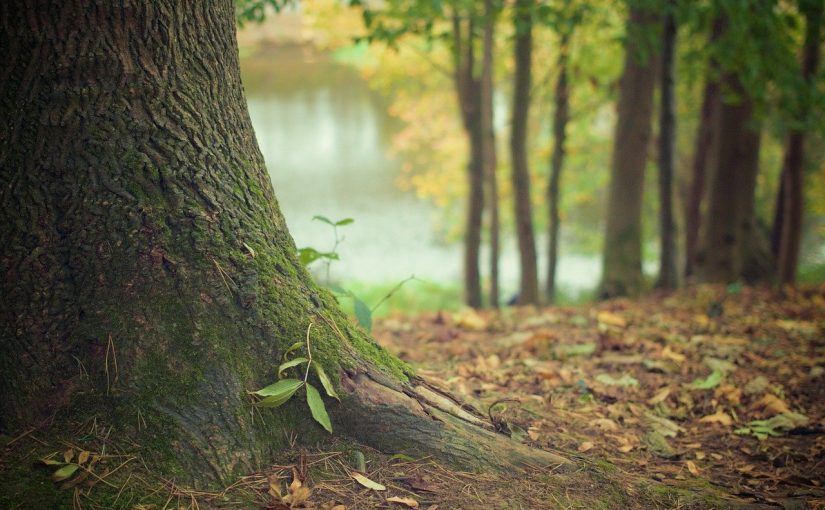 Przepiękny oraz {zadbany ogród to nie lada wyzwanie, szczególnie jak jego pielęgnacją zajmujemy się sami.